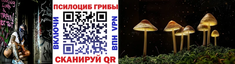 МЕГА ссылки  купить наркоту  Каменск-Уральский  Псилоцибиновые грибы Psilocybine cubensis 